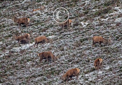  Red Deer on a Scotish Hill Side DM1603